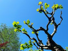 -狼山风景名胜区