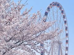 -顾村公园
