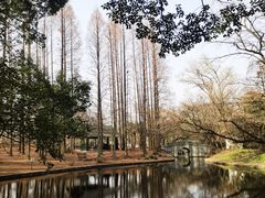 -上海共青森林公园