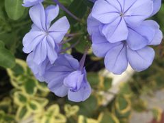 -荷兰花海