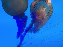 -太平洋海底世界