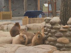 -北京野生动物园