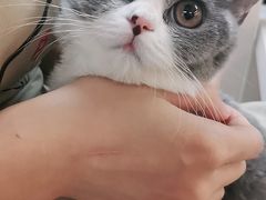 -lincat·猫舍(广州店)