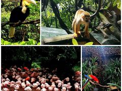 -广州长隆野生动物世界