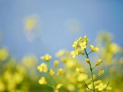 -光明小镇欢乐田园