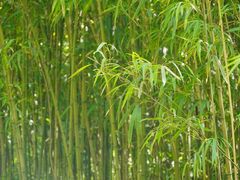 -雁荡山三折瀑景区