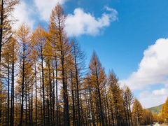 -塞罕坝国家级自然保护区