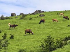 -大姆山草场