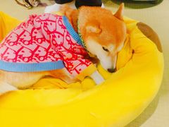 -逗柴咖啡屋·狗咖猫咖宠物桌游