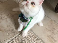 -猫大福·Fortune Cat猫舍(百子湾店)