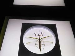 -上海昆虫博物馆