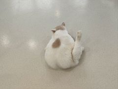 -共舞时光猫咖·狗咖(新街口店)