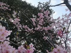 -西湖外事游船(花港观鱼码头)