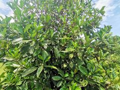 -侯臣咖啡文化村