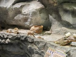 -Zoolung Zoolung动物主题公园(海信广场店)