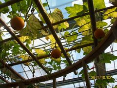 北京观光南瓜园&nbsp;(23)-观光南瓜园