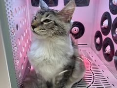 -FAELING PETS美天灵宠物(合生汇店)