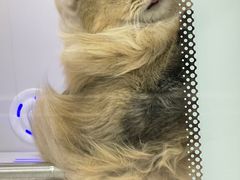 -爱洗澡的猫(天河路店)