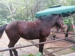 -海南热带野生动植物园