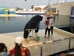 -秦皇岛乐岛海洋王国