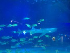 -烟台海昌鲸鲨海洋公园