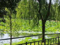 -莲花池公园