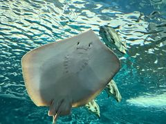 -上海海洋水族馆