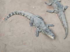 -西霞口神雕山野生动物世界