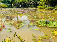 -中国科学院西双版纳热带植物园