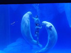 -上海海昌海洋公园-冰山北极馆