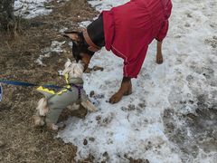 -爪吧宠物乐园 (温榆河示范区店)