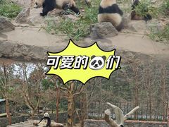 -都江堰中华大熊猫苑