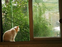 -有猫主题·治愈系猫咖(曾厝垵店)