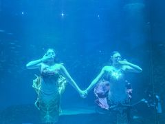 -海合安成都极地海洋公园