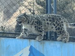 -青藏高原野生动物园