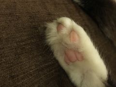 -猫色咖啡·猫咖