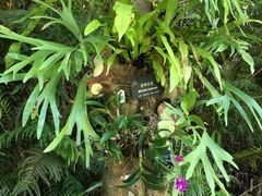 -深圳仙湖植物园
