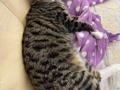 -爱诺耐芙动物医院(万博店)