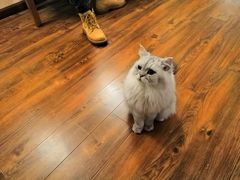 -猫友咖啡店(玉林西路店)