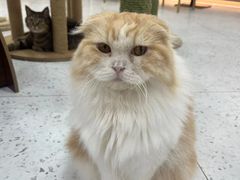 -喵园·猫主题咖啡厅·撸猫·猫咖(国贸店)