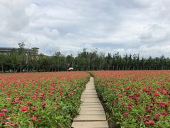 -莲花山花海