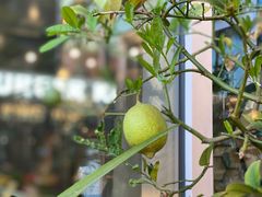 柠檬树-LIN COFFEE CO(龙珠达店)