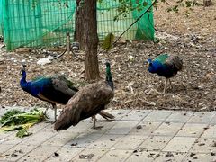 -丽泽山庄·生态怀柔菜·虹鳟鱼(红螺寺店)