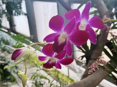 -北京植物园-展览温室