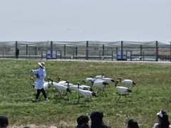-盐城丹顶鹤湿地生态旅游区