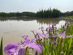 -白鹭湾湿地公园