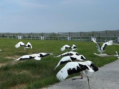 -盐城丹顶鹤湿地生态旅游区
