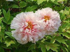 -牡丹宴·正宗洛阳菜·水席专家(国家牡丹园店)