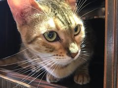 -more than meow吴止猫主题餐厅(承德 中船汇店)