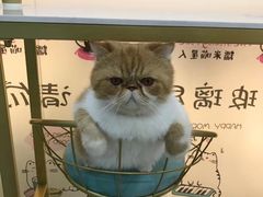 -糯米喵星人·撸猫猫舍咖啡馆(西市场嘉华店)